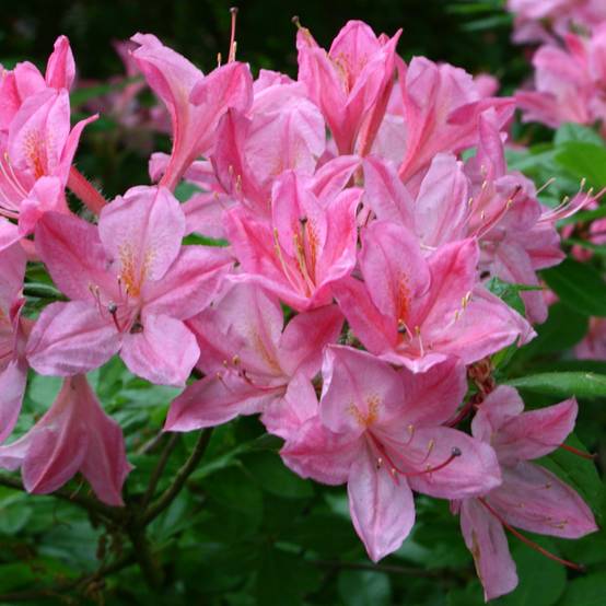 Azalée de Chine Rosata - Rhododendron viscosum Pot de 4L/5L