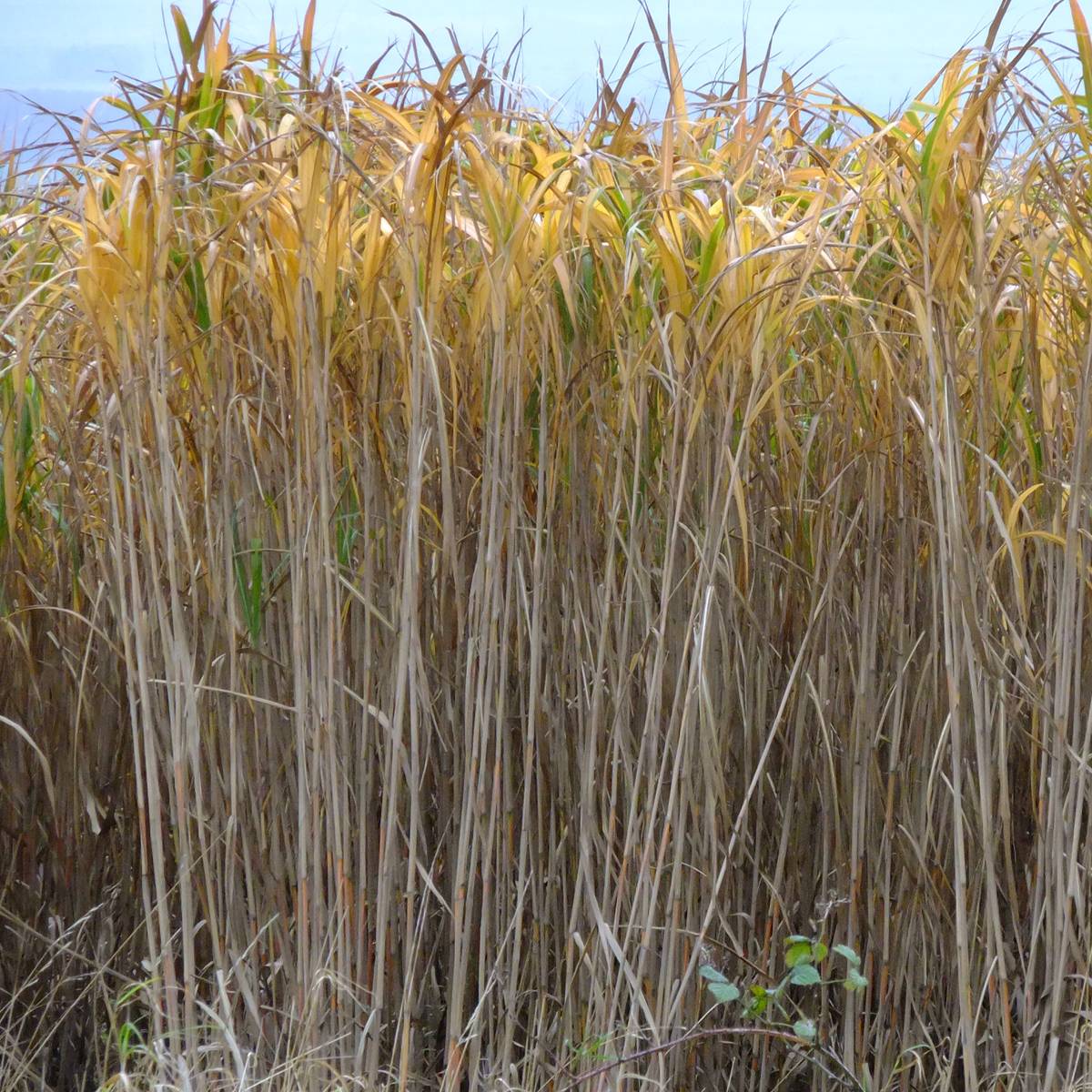 Miscanthus Giganteus - Roseau de Chine géant Pot de 2L/3L