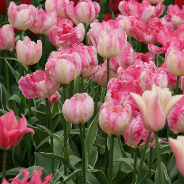 Promesse de Fleurs - Tulipe Perroquet Silver Parrot Bulbe calibre 11+ (par 6)