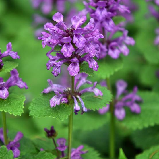 Stachys grandiflora Superba Godet de 8/9 cm
