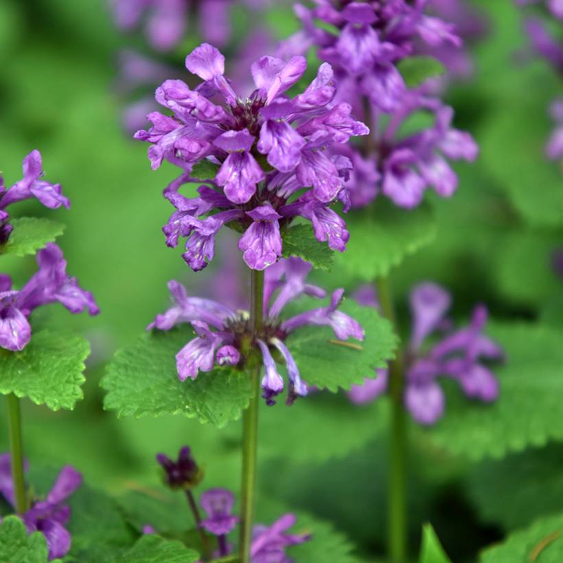 Stachys grandiflora Superba Godet de 8/9 cm