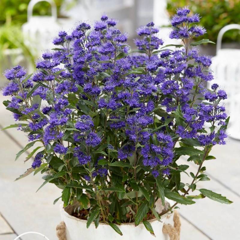 Caryopteris Grand Bleu® 'Inoveris', Spirée bleue, Barbe bleue à fleurs Bleue - feuillage Caduc - Pot de 7,5L - 40/60 cm-  hauteur à maturité De 1,00 m - Image 1