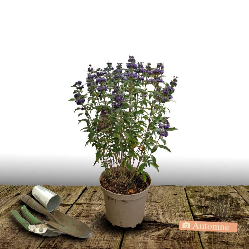 Caryopteris Grand Bleu® 'Inoveris', Spirée bleue, Barbe bleue à fleurs Bleue - feuillage Caduc - Pot de 7,5L - 40/60 cm-  hauteur à maturité De 1,00 m - Image 2