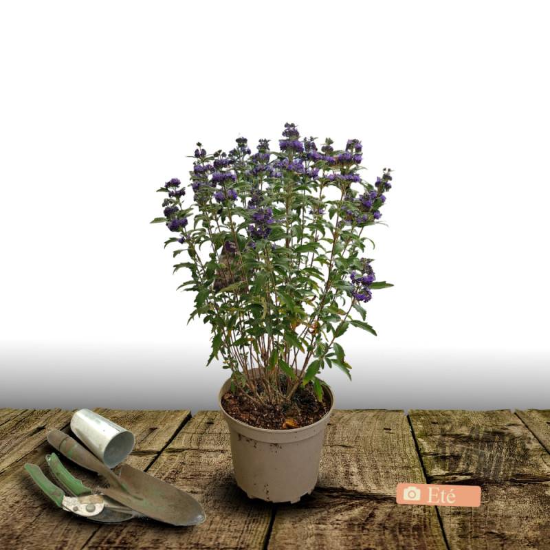 Caryopteris Grand Bleu® 'Inoveris', Spirée bleue, Barbe bleue à fleurs Bleue - feuillage Caduc - Pot de 7,5L - 40/60 cm-  hauteur à maturité De 1,00 m - Image 3