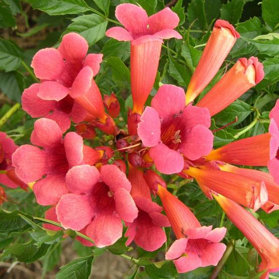 Bignone Flamenco à fleurs Rouge - feuillage Caduc - Pot de 2L - Tuteur bambou 60/90 cm- hauteur à maturité De 5,00 m à 10,00 m - Image 1