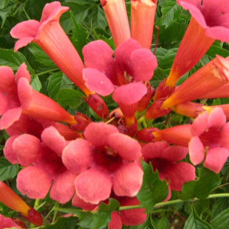Bignone Flamenco à fleurs Rouge - feuillage Caduc - Pot de 2L - Tuteur bambou 60/90 cm-  hauteur à maturité De 5,00 m à 10,00 m - Image 3