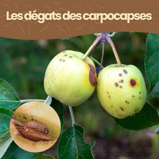 Achat Nature - achatnature - Nématodes SF contre carpocapses de la pomme, poire et noix - 10M - 4 arbres - Image 5