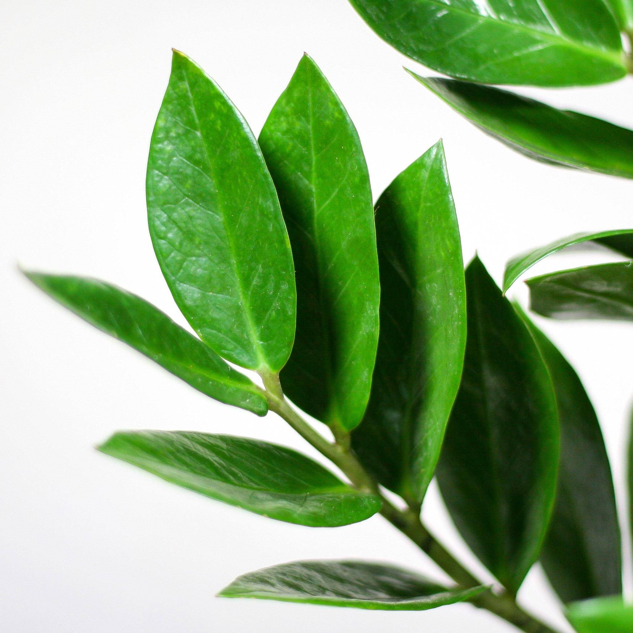 La Green Touch - Zamioculcas Zamiifolia et son pot- La Green Touch Panier naturel - Hauteur 80cm - Image 4