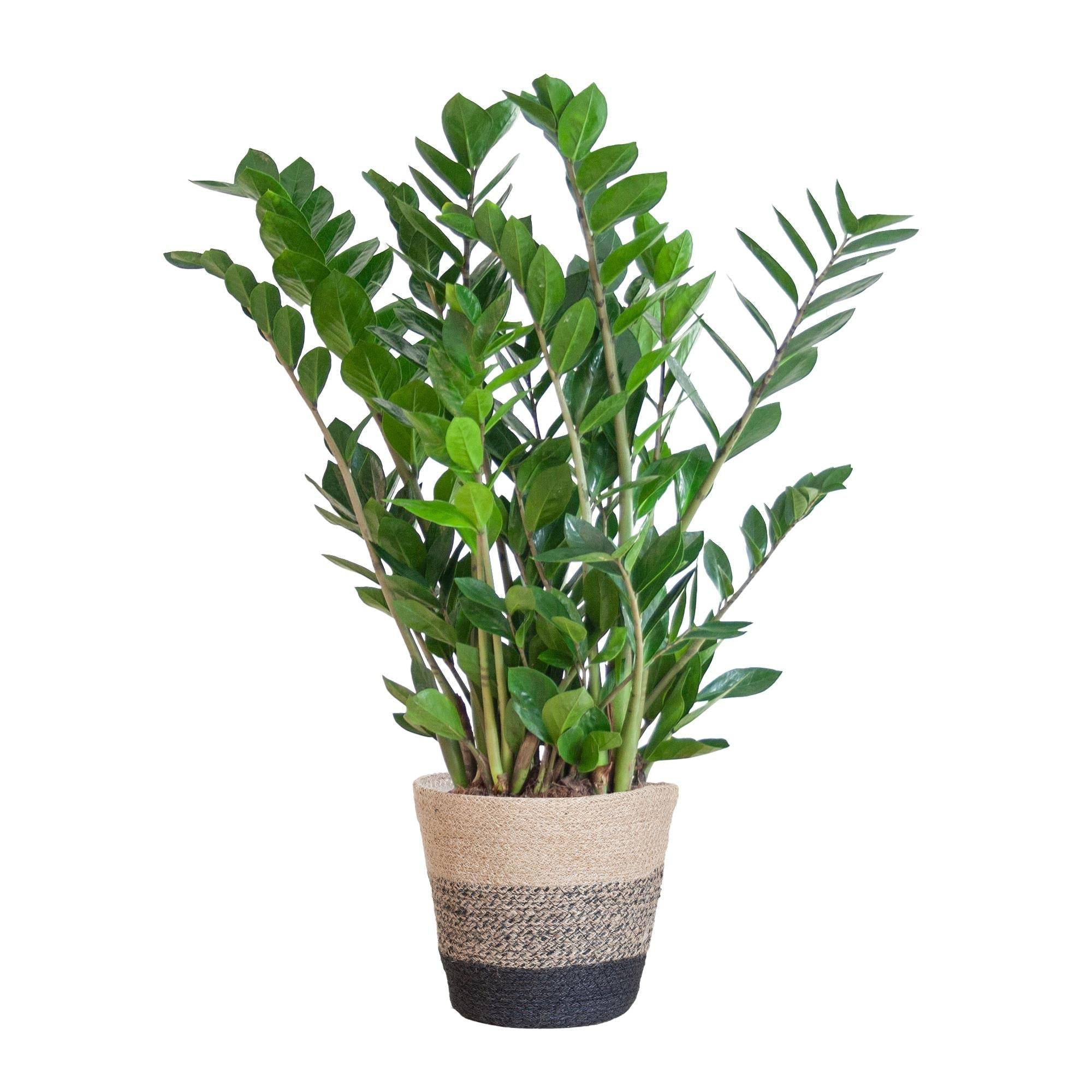 La Green Touch - Zamioculcas Zamiifolia et son pot- La Green Touch Panier naturel - Hauteur 80cm - Image 6