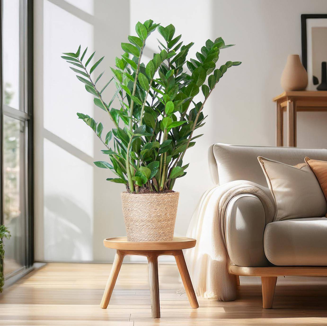 La Green Touch - Zamioculcas Zamiifolia et son pot- La Green Touch Panier naturel - Hauteur 80cm - Image 1