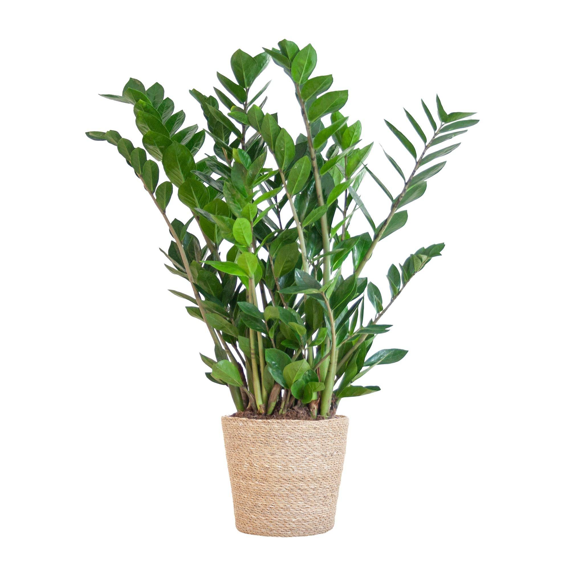 La Green Touch - Zamioculcas Zamiifolia et son pot- La Green Touch Panier naturel - Hauteur 80cm - Image 2