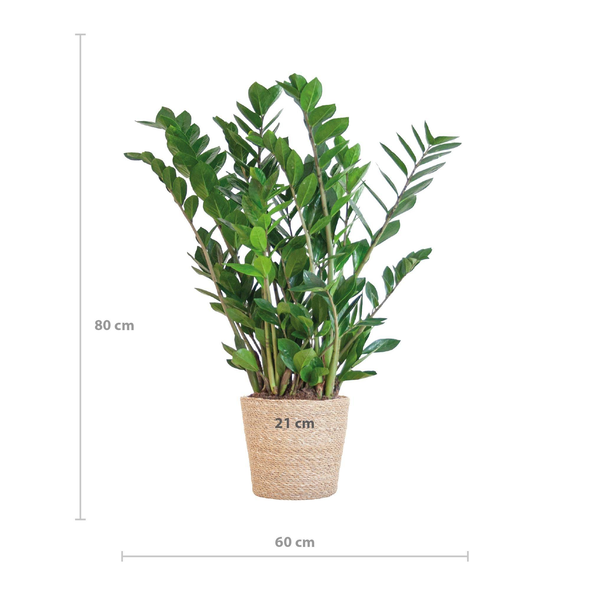 La Green Touch - Zamioculcas Zamiifolia et son pot- La Green Touch Panier naturel - Hauteur 80cm - Image 3