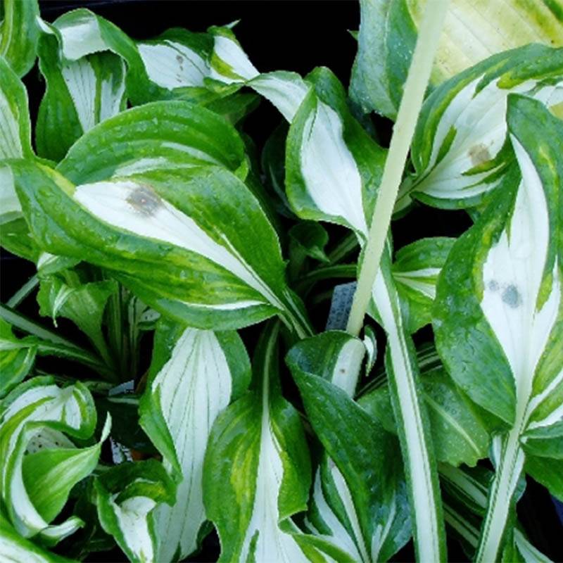 Promesse de Fleurs - Hosta undulata var univittata Godet de 8/9 cm