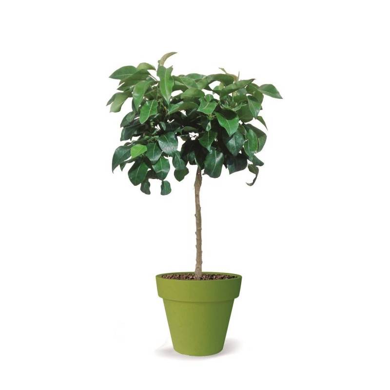 Poirier nain Pearlite - Nains de jardins® - Bon rendement - - De 1,50 m à 2,00 m - Image 5