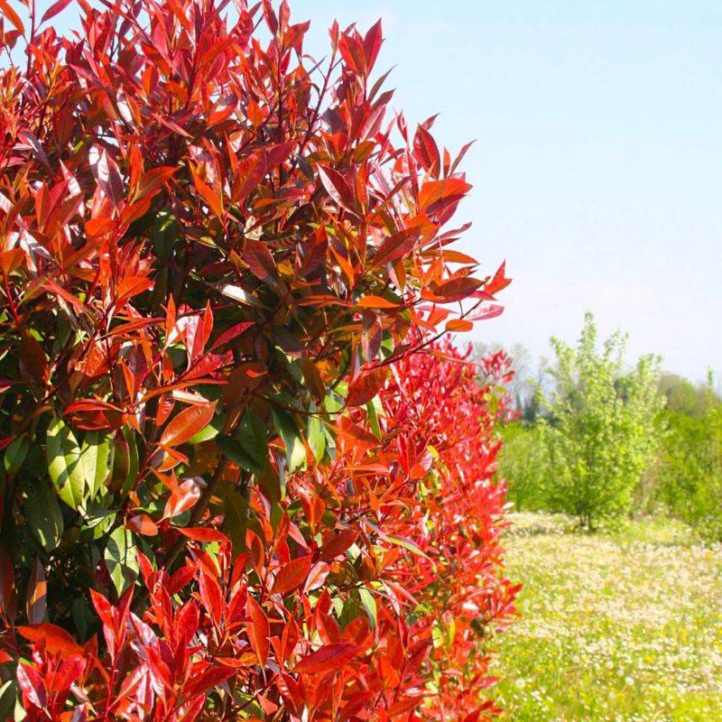 Photinia de fraser 'Red Robin' (Photinia x fraseri 'Red Robin') - Godet - Taille 20/40cm - Pépinières Naudet - Image 1