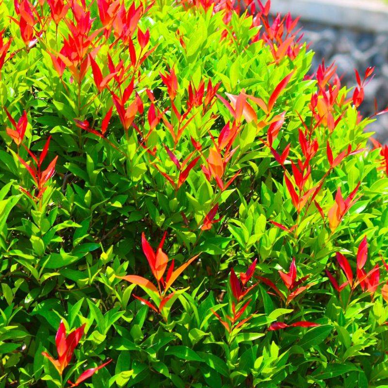 Photinia de fraser 'Red Robin' (Photinia x fraseri 'Red Robin') - Godet - Taille 20/40cm - Pépinières Naudet - Image 2