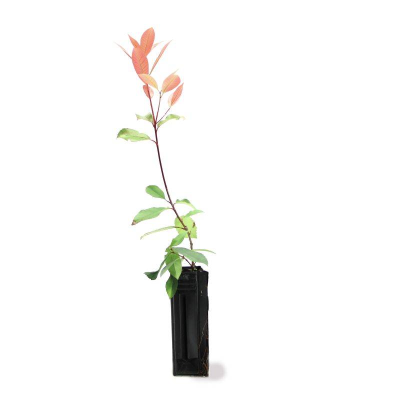 Photinia de fraser 'Red Robin' (Photinia x fraseri 'Red Robin') - Godet - Taille 20/40cm - Pépinières Naudet - Image 3