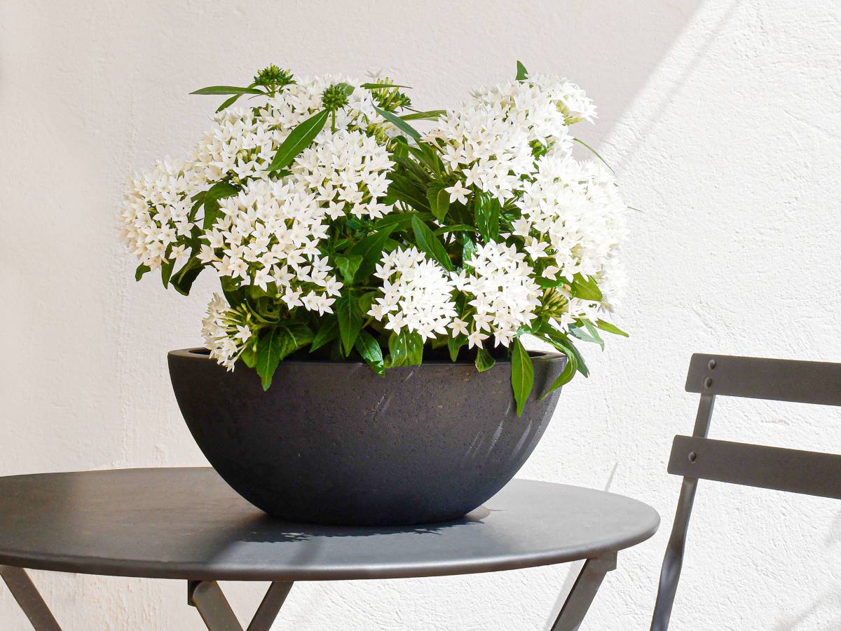 Eda - Pot de fleurs vasque Basalt Up Ø 29 x 12 cm - 5,5 L - Gris anthracite - Eda - Image 3