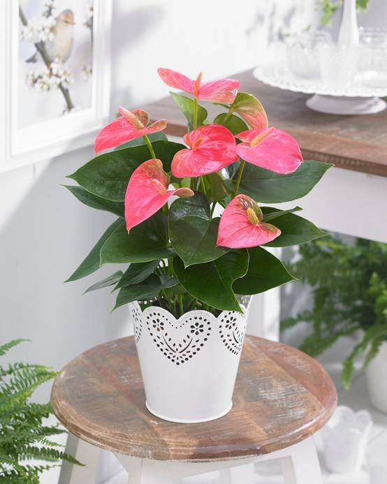 Gardenersdream - Anthurium Tailflower – Plante Tropicale Décorative Rose À Offrir 15-30 Cm - GardenersDream - Image 1