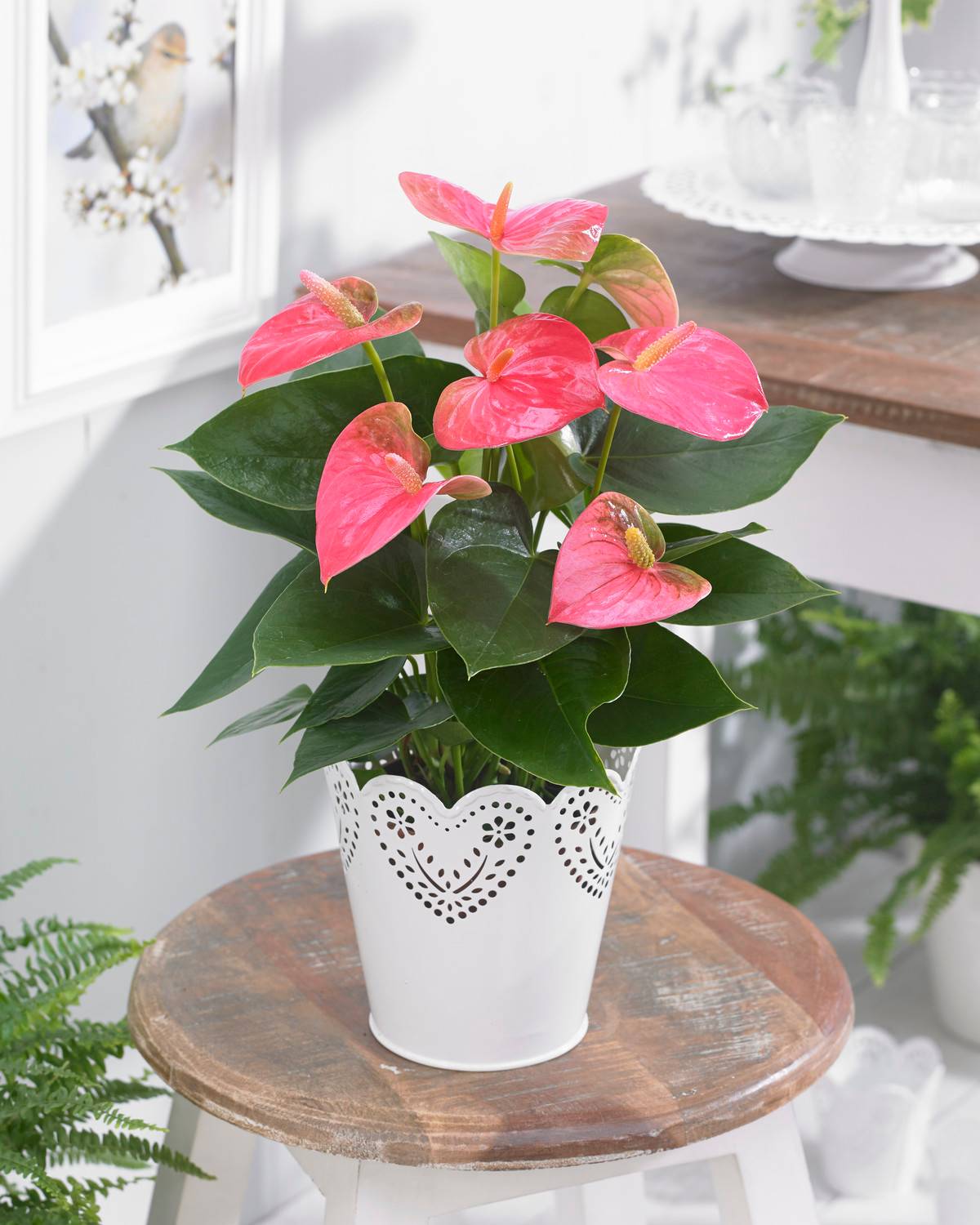Gardenersdream - Anthurium Tailflower – Plante Tropicale Décorative Rose À Offrir 15-30 Cm - GardenersDream - Image 1