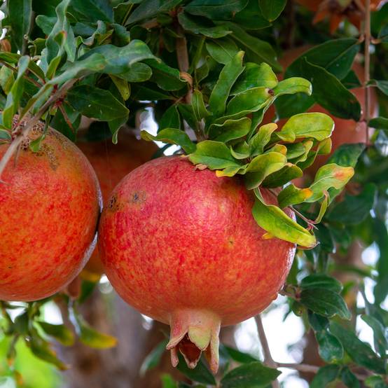 Promesse de Fleurs - Grenadier à fruits - Punica granatum Dente di leone Pot de 1,5L/2L, Touffe