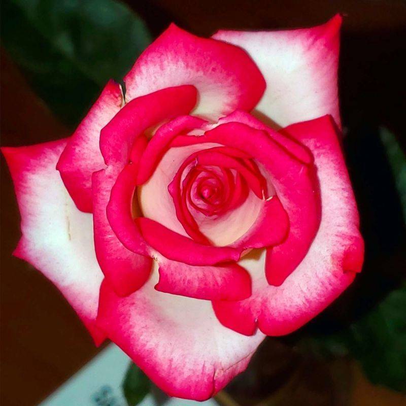 Rosier 'Pascal Sevran' - Conteneur 3L - Pépinières Naudet