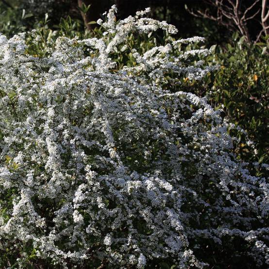 Spiraea thunbergii - Spirée de Thunberg Pot de 3L/4L - Image 1