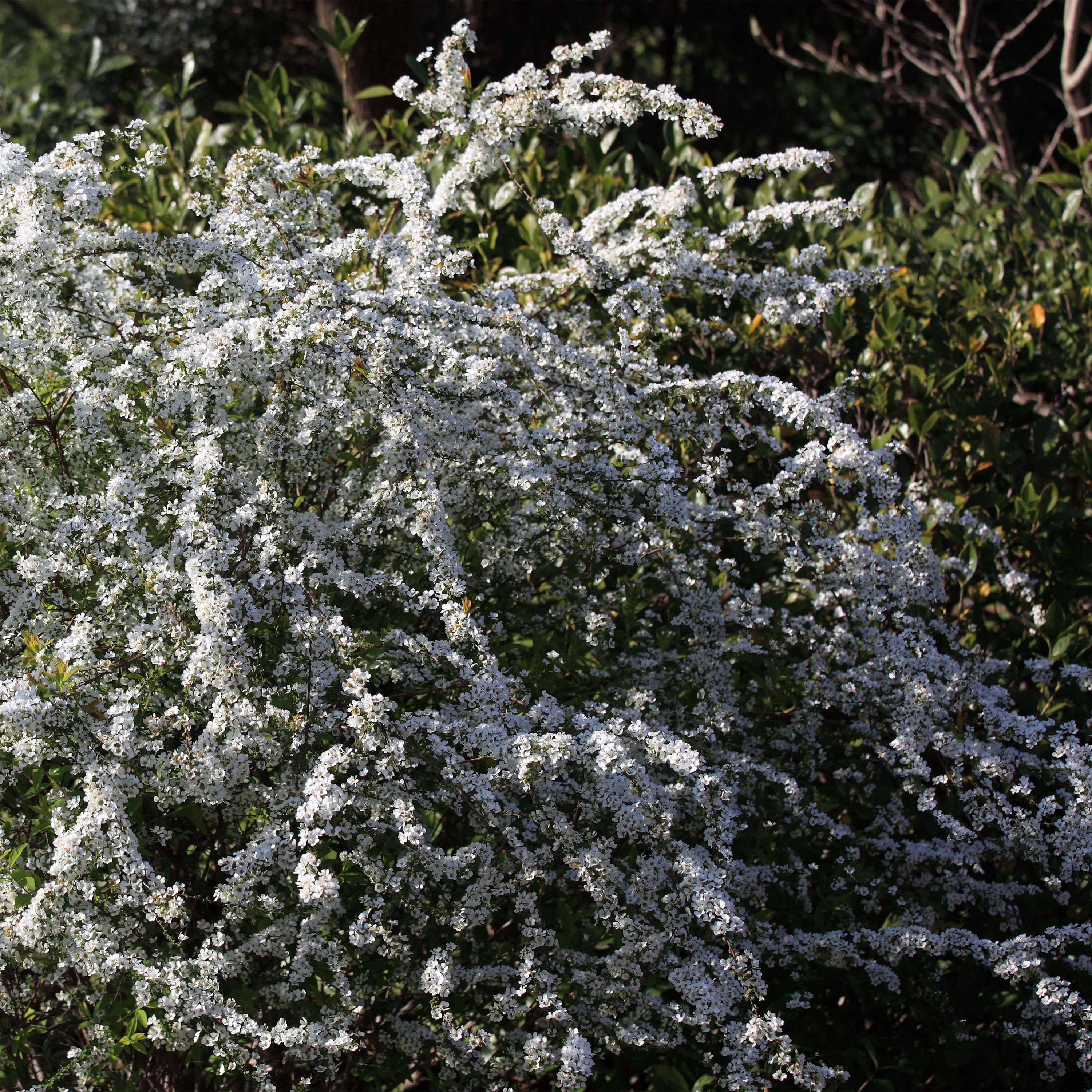 Spiraea thunbergii - Spirée de Thunberg Pot de 3L/4L - Image 1