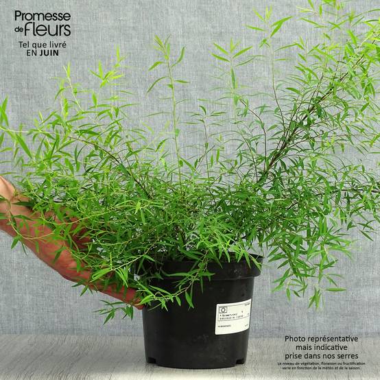 Spiraea thunbergii - Spirée de Thunberg Pot de 3L/4L - Image 2