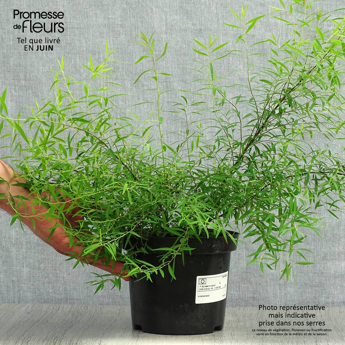Spiraea thunbergii - Spirée de Thunberg Pot de 3L/4L - Image 2