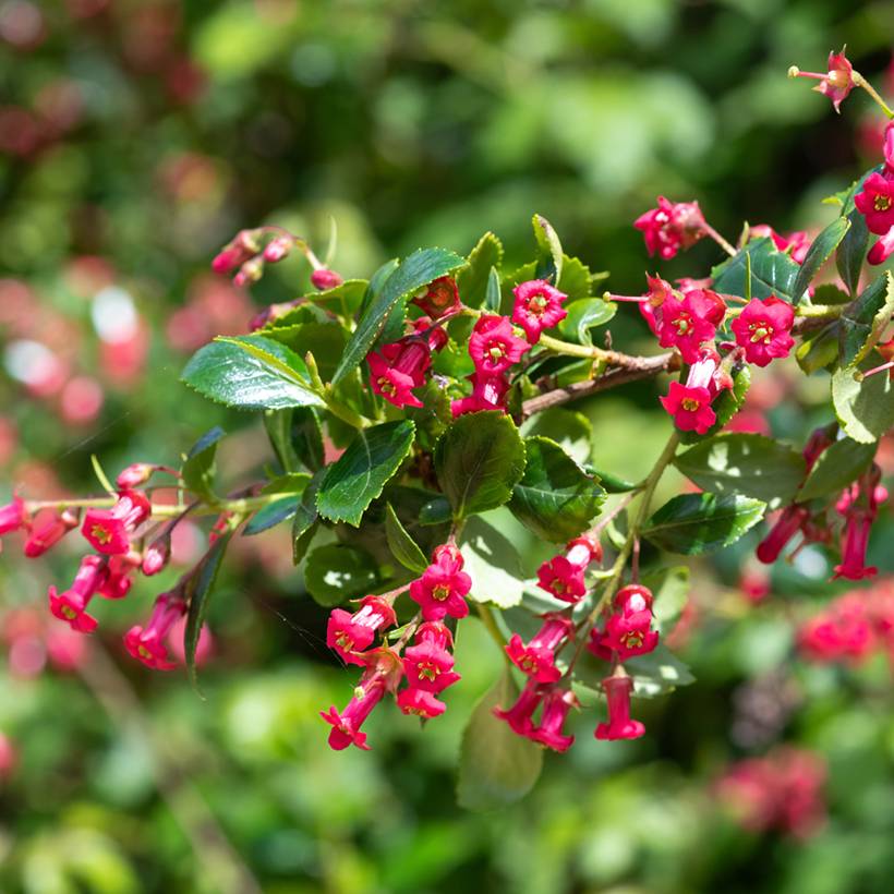 Escallonia rubra Crimson Spire Pot de 2L/3L - Image 1