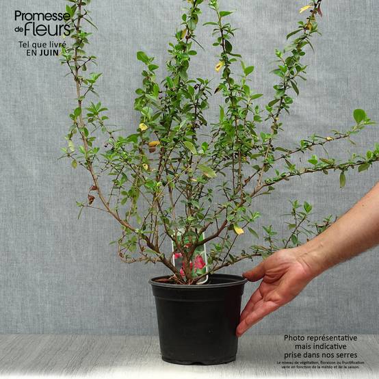 Escallonia rubra Crimson Spire Pot de 2L/3L - Image 2