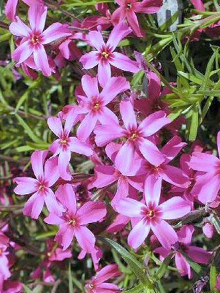 Promesse de Fleurs - Phlox mousse Scarlet Flame - Phlox subulata Pot de 2L/3L - Image 1