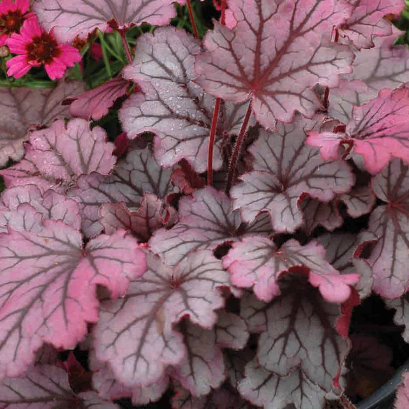 Promesse de Fleurs - Heuchère - Heuchera Little Cuties Sugar Berry Godet de 8/9 cm