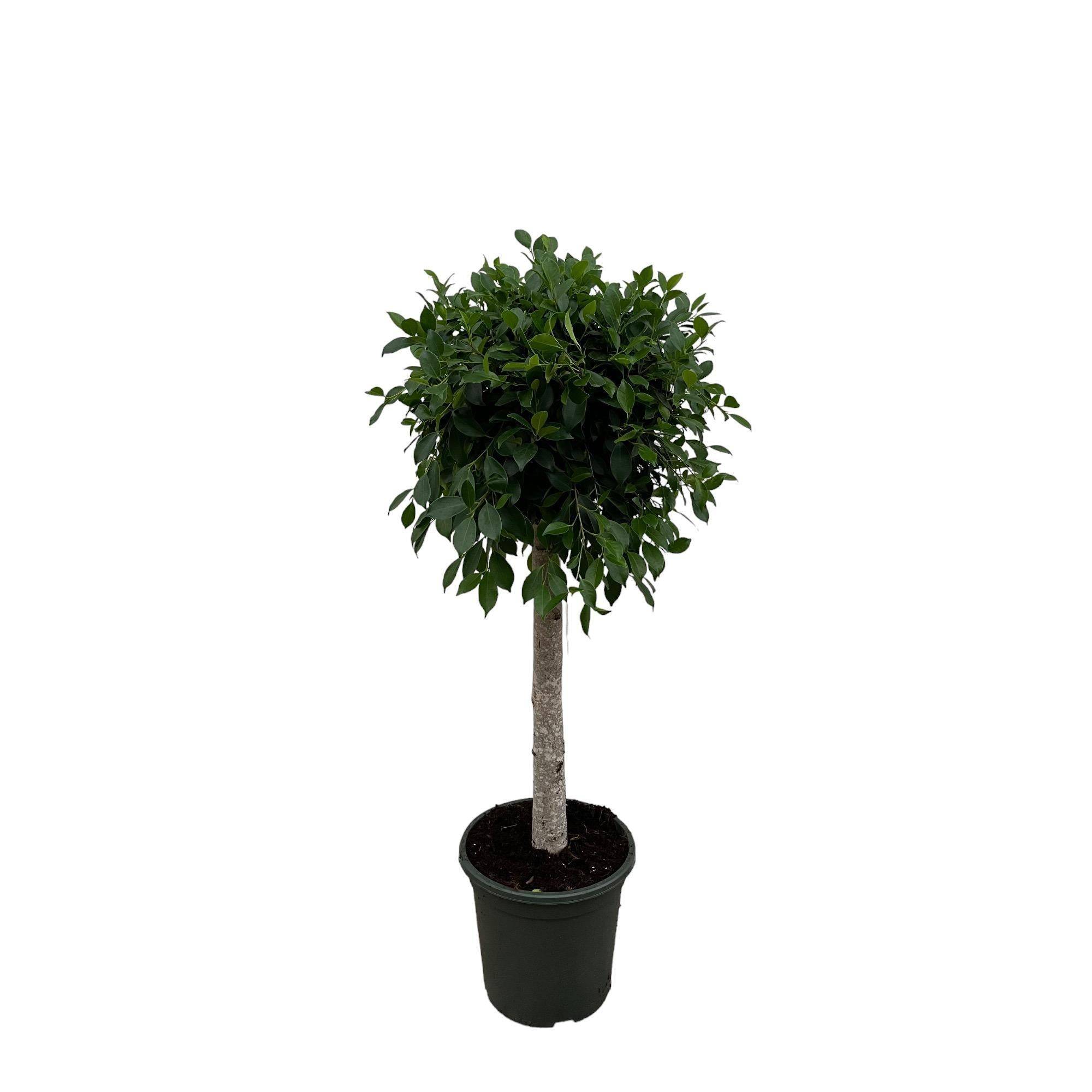 La Green Touch - Ficus Nitida Sur Tige - D30 H130cm