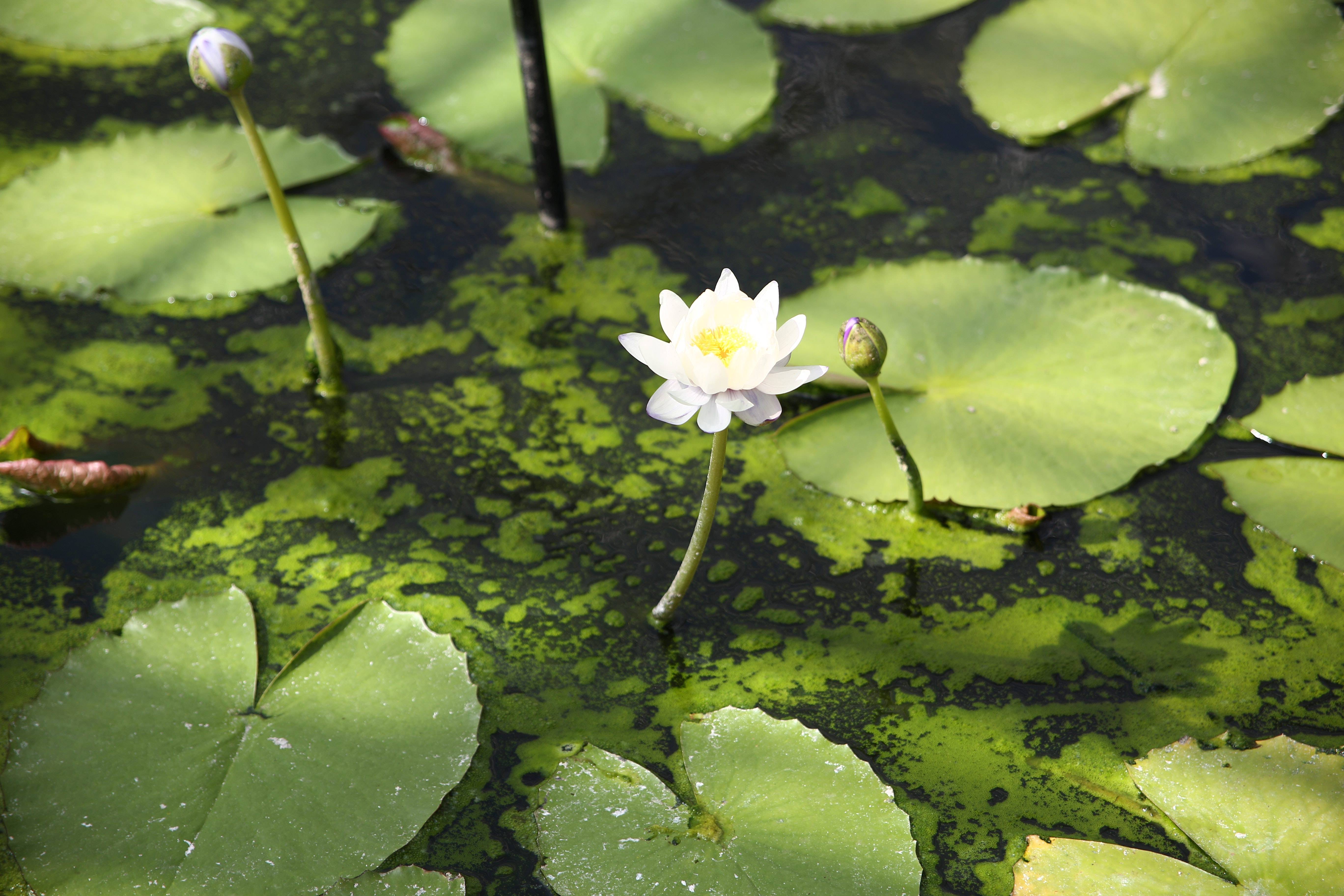 Lot de 2 - Nymphaea Marliacea Albida - Nénuphar - Blanc - Plantes de bassin - H. 10-20 cm - P. 11 cm - Image 2