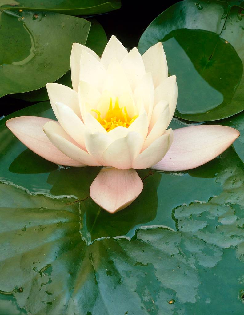 Lot de 2 - Nymphaea Marliacea Albida - Nénuphar - Blanc - Plantes de bassin - H. 10-20 cm - P. 11 cm - Image 3