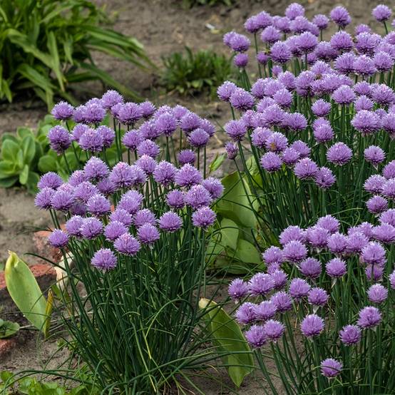 Ail d'ornement - Allium Serendipity Godet de 8/9 cm