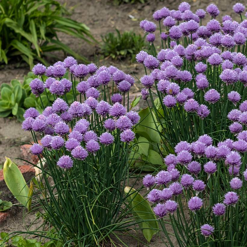 Ail d'ornement - Allium Serendipity Godet de 8/9 cm