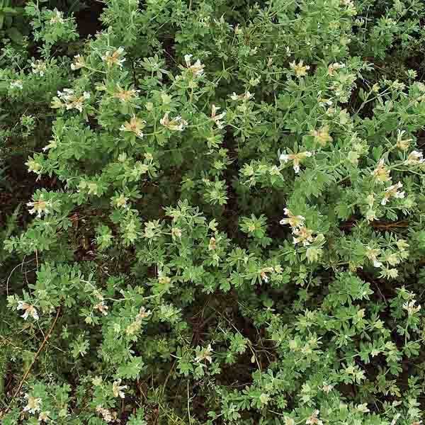 Dorycnium hirsutum Godet de 8/9 cm