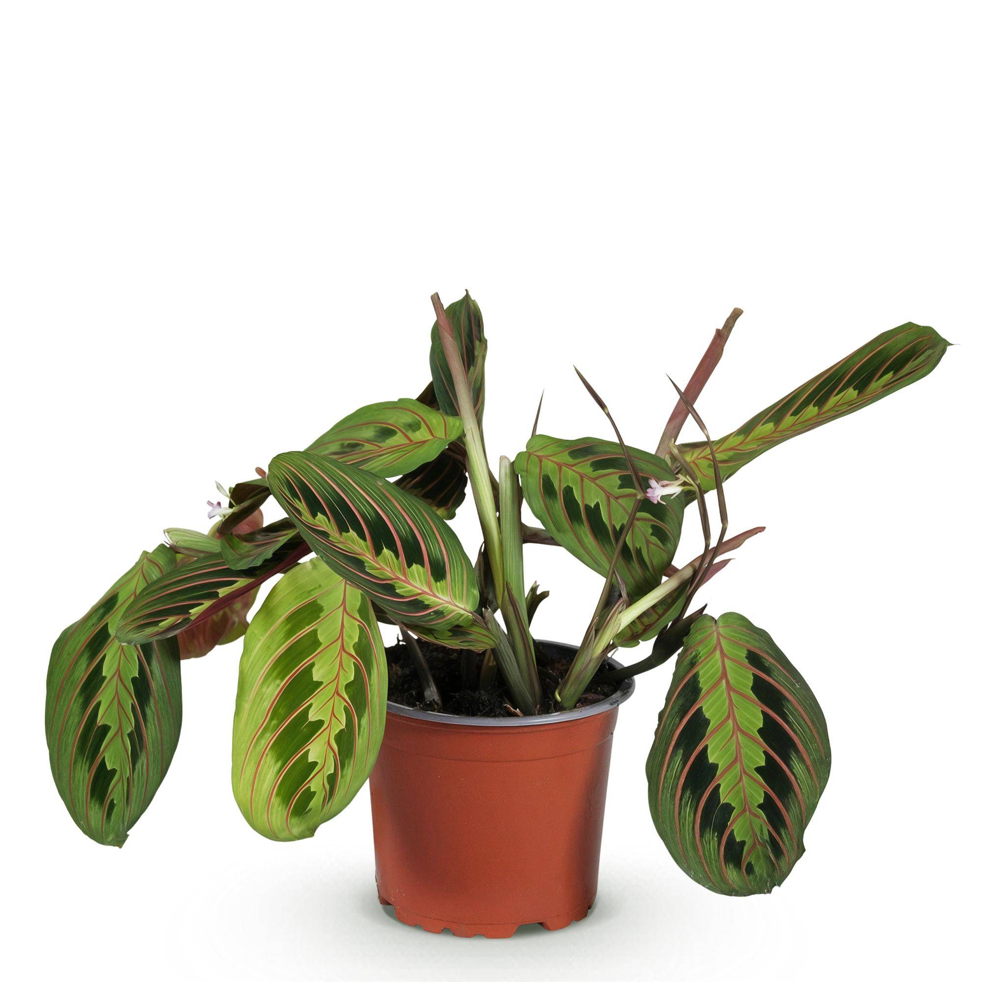 Maranta Fascinator Tricolour - Pet-friendly - Pot de 12cm - Hauteur 25cm - 1 plante - Sans cache-pot - Plantes d'intérieur - Image 2