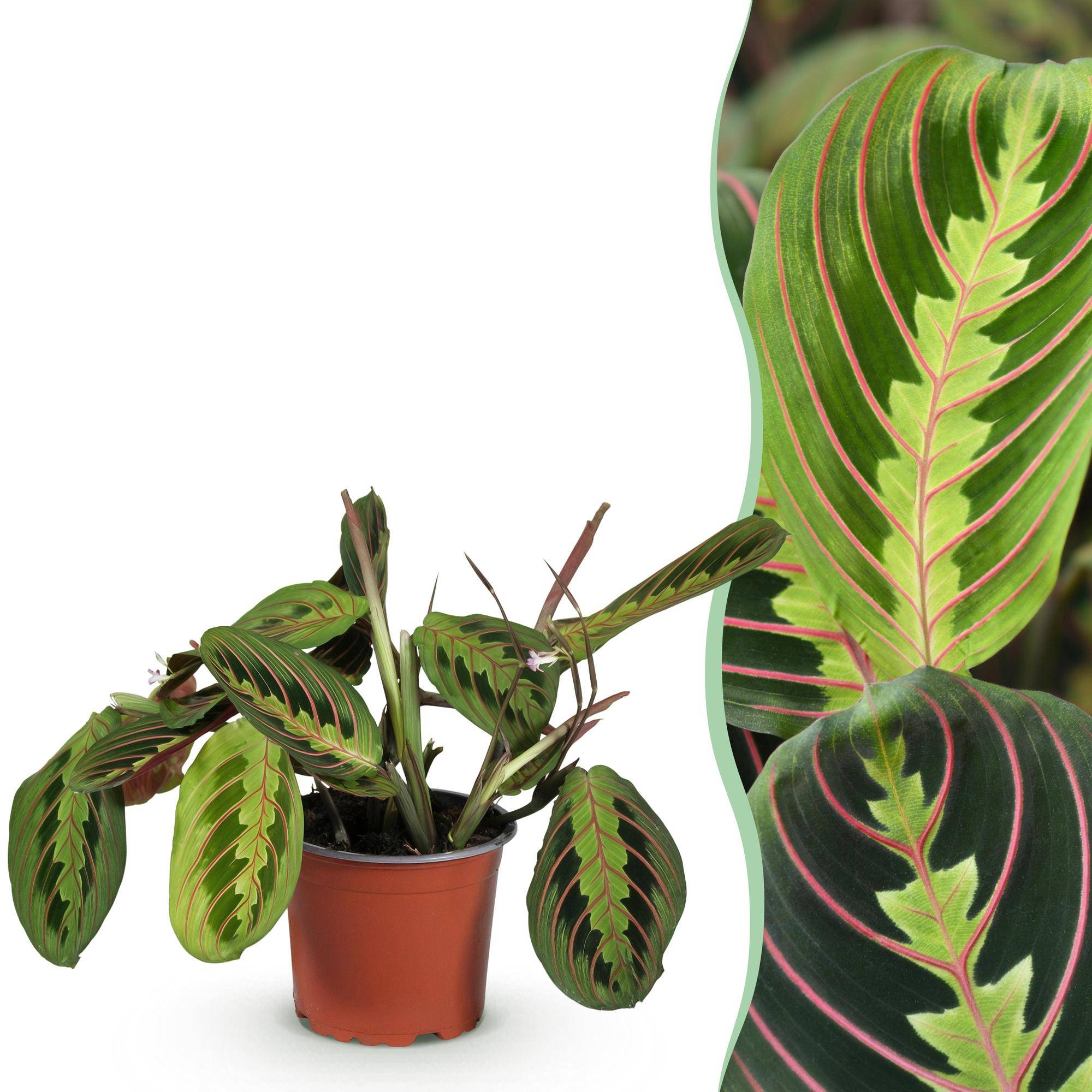 Maranta Fascinator Tricolour - Pet-friendly - Pot de 12cm - Hauteur 25cm - 1 plante - Sans cache-pot - Plantes d'intérieur - Image 1