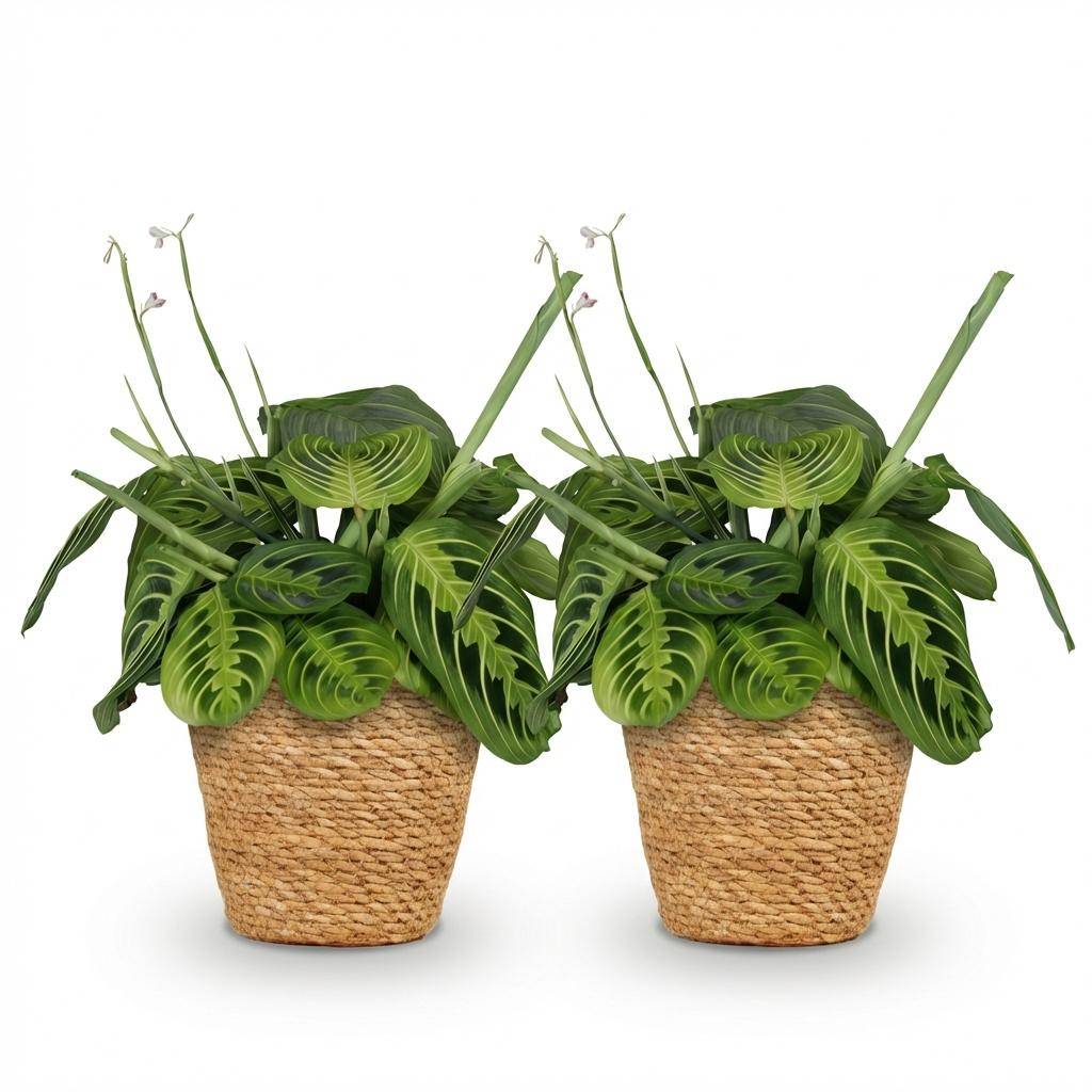 Maranta Fascinator Lemon Vert Clair - H35cm - Image 4