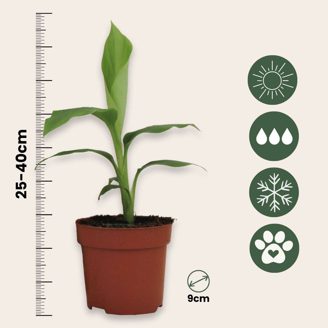 Plant In A Box - Bananier du Japon - Set de 6 - Musa basjoo - Hauteur 25-40cm - ⌀9cm - Image 5