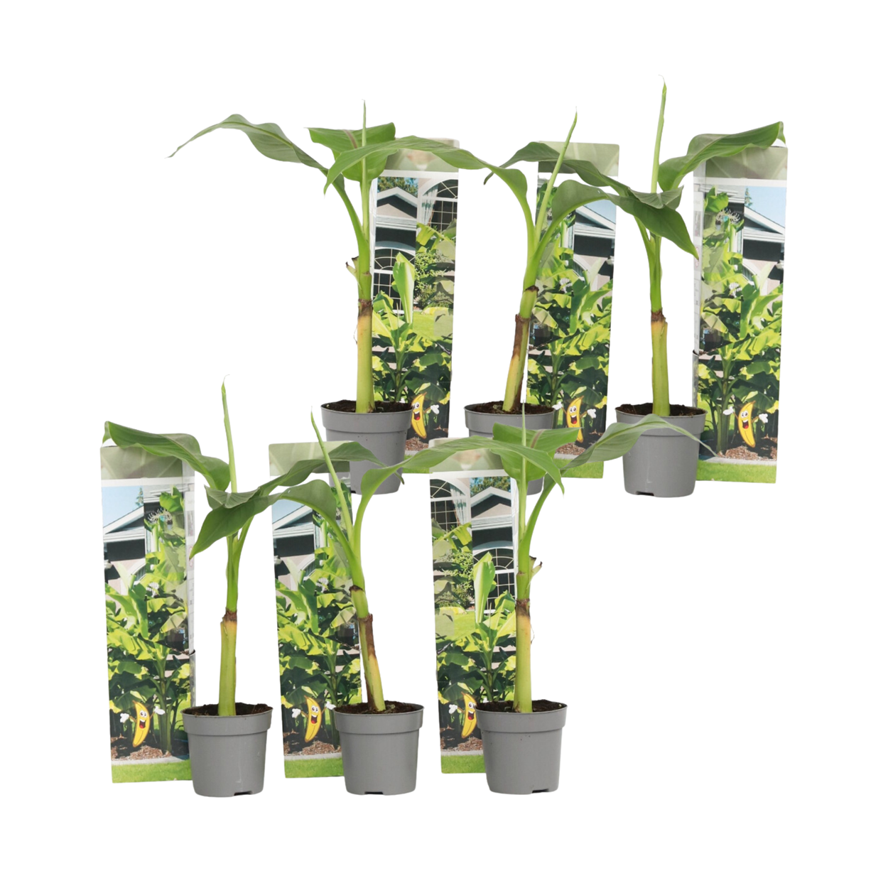 Plant In A Box - Bananier du Japon - Set de 6 - Musa basjoo - Hauteur 25-40cm - ⌀9cm - Image 1