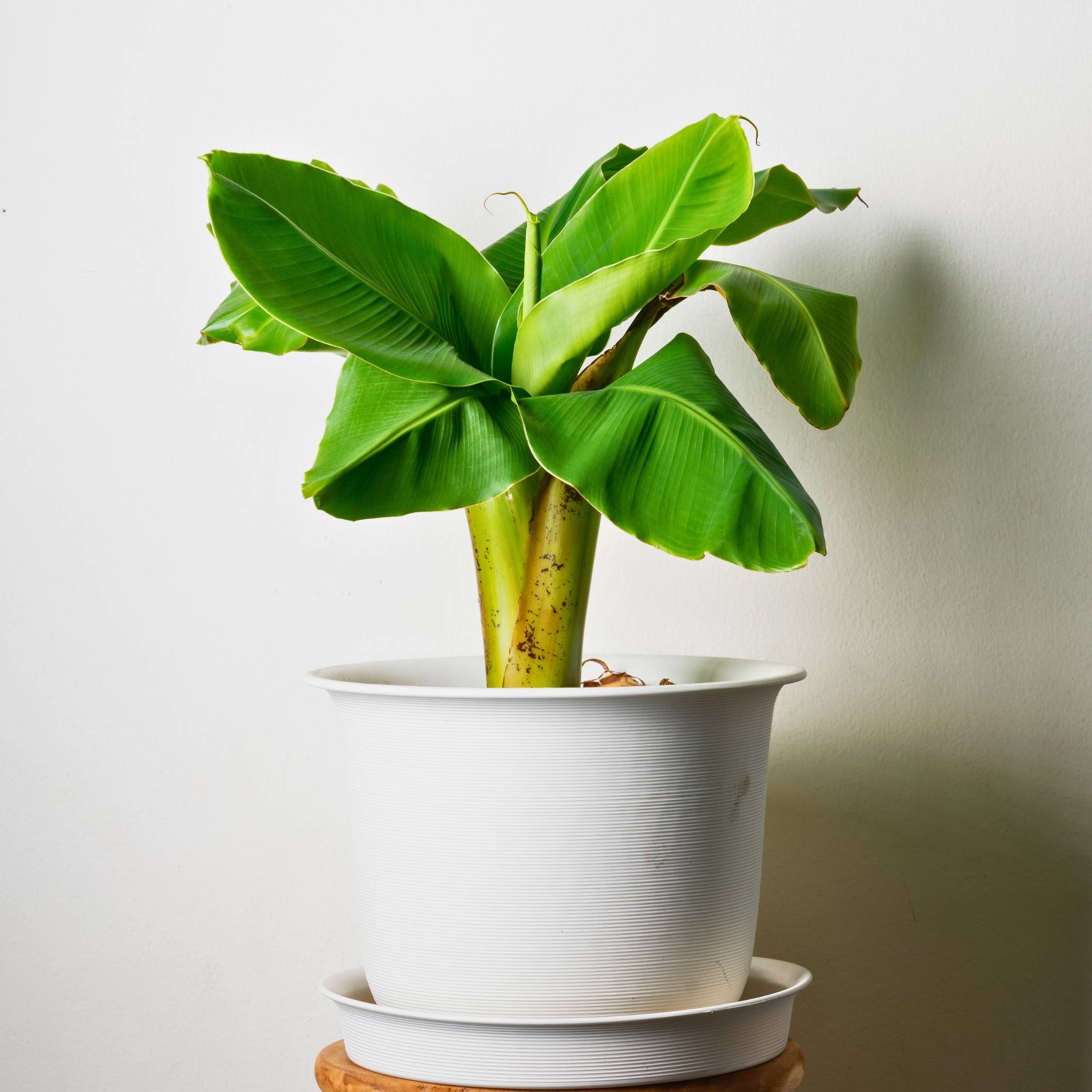 Plant In A Box - Bananier du Japon - Set de 6 - Musa basjoo - Hauteur 25-40cm - ⌀9cm - Image 2