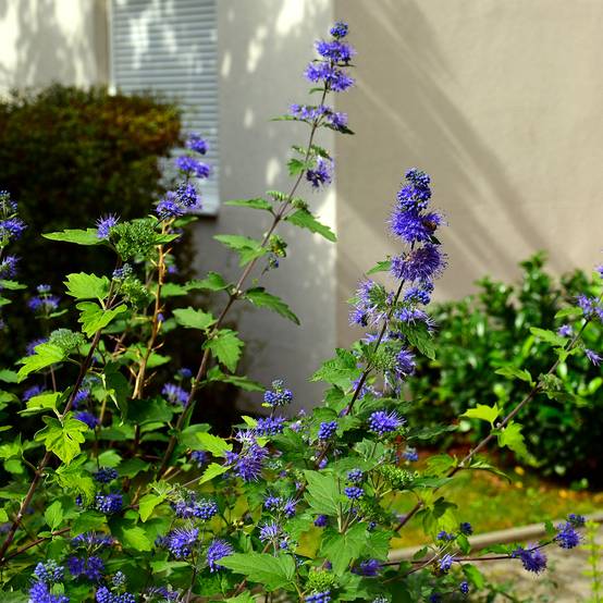 Promesse de Fleurs - Caryopteris clandonensis Kew Blue - Spirée bleue Pot de 2L/3L