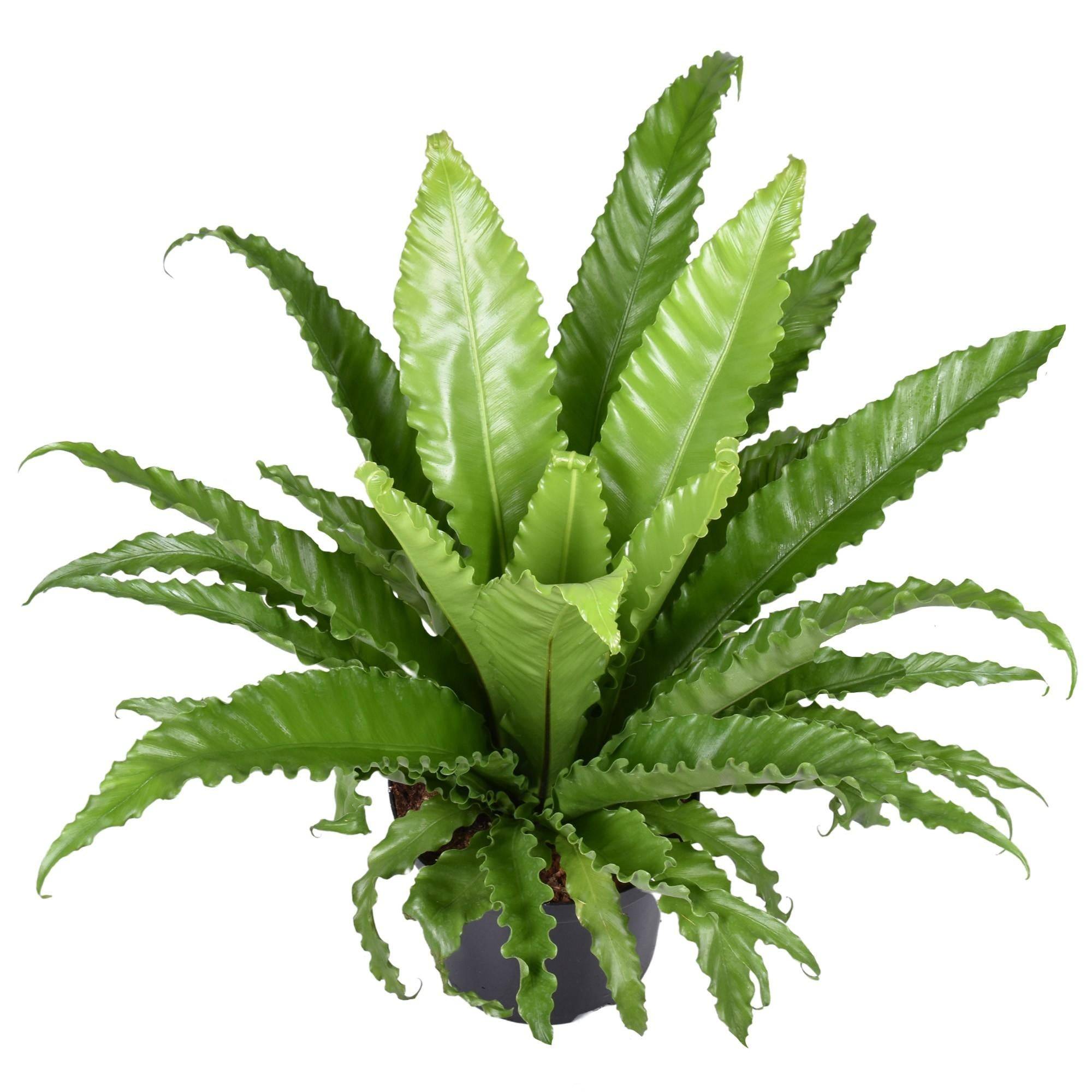 Asplenium Osaka 60cm - Plante d'intérieur- La Green Touch - Image 2