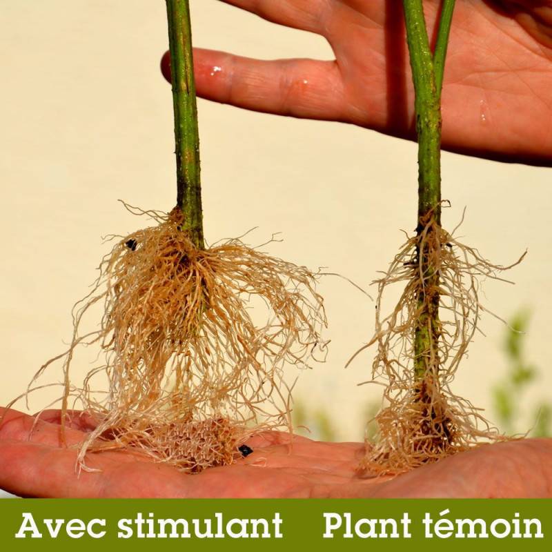 Auxirys - Stimulant racinaire d'origine naturelle - 500 ml - Image 5