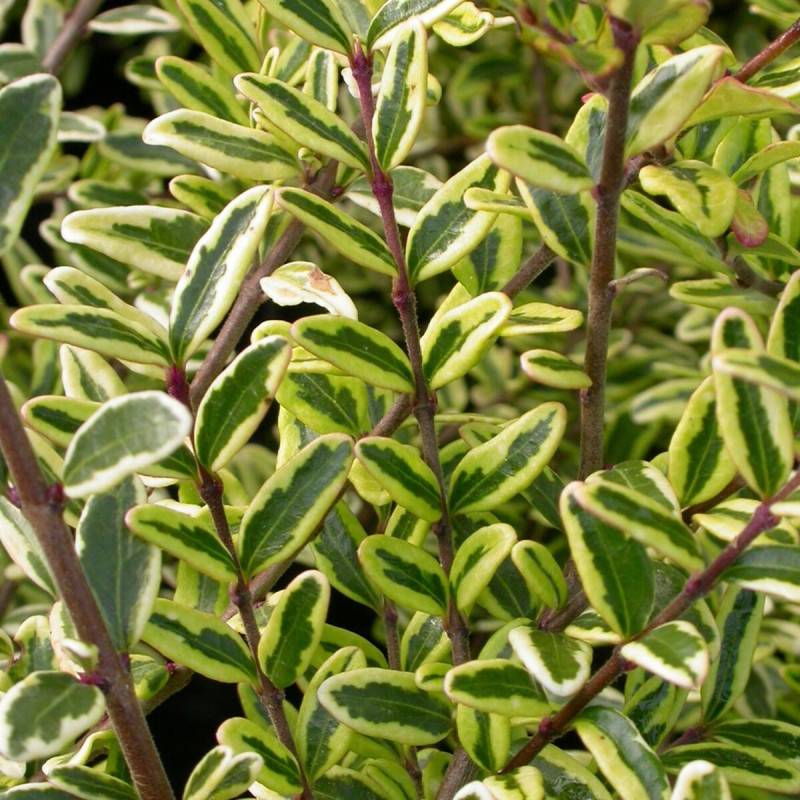 Chèvrefeuille arbustif panaché Lemon Beauty, Lonicera - Pot de 3L - 20/40 cm - Image 1